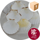 Sea Shells - Atlantic Scallop - 100 Pack